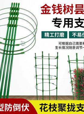 金钱树昙花专用爬藤架花支架庭院阳台固定花卉花室内架子专用家用