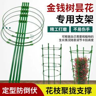 金钱树昙花专用爬藤架花支架庭院阳台固定花卉花室内架子专用家用