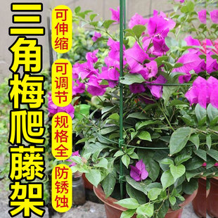 三角梅专用爬藤架固定器阳台花架造型支架铁线莲山乌龟三角梅支架