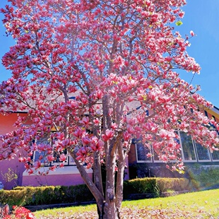 玉兰花树苗庭院别墅大型盆栽紫红白黄玉兰四季耐寒造景花卉植物
