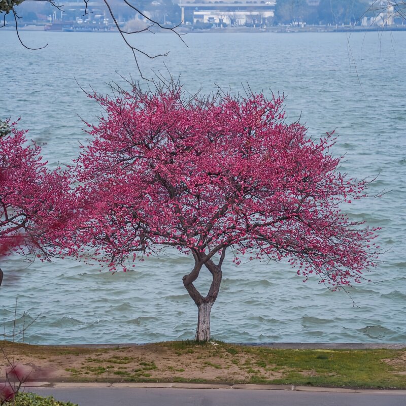 古桩红梅花树苗庭院别墅室外地栽耐寒梅花老桩花园大型风景树