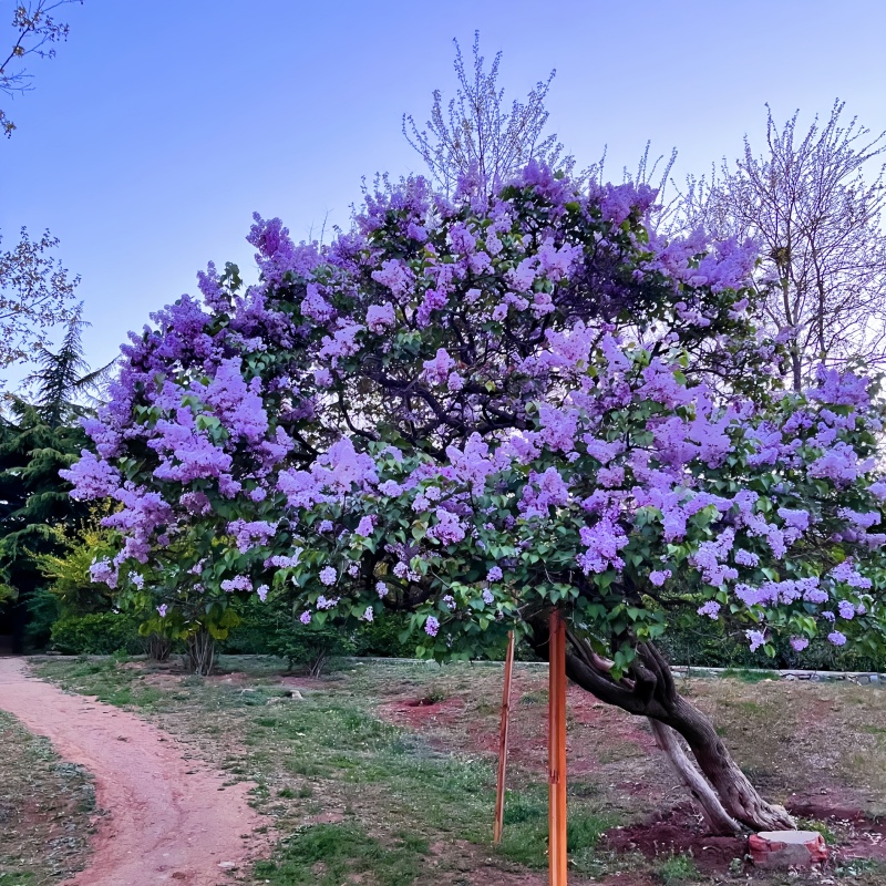紫色四季丁香花树苗庭院别墅耐寒花卉植物花园造景风景树