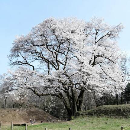 染井吉野樱花树苗庭院别墅花园室外大型耐寒风景树花卉植物