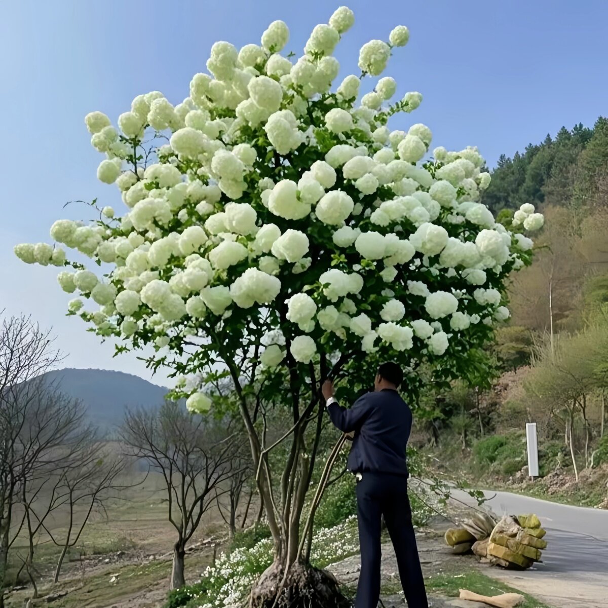 中华木绣球耐寒庭院别墅花园