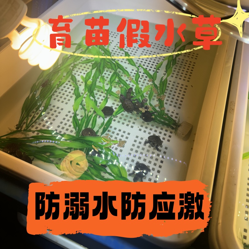 乌龟防溺水防应激仿真水草