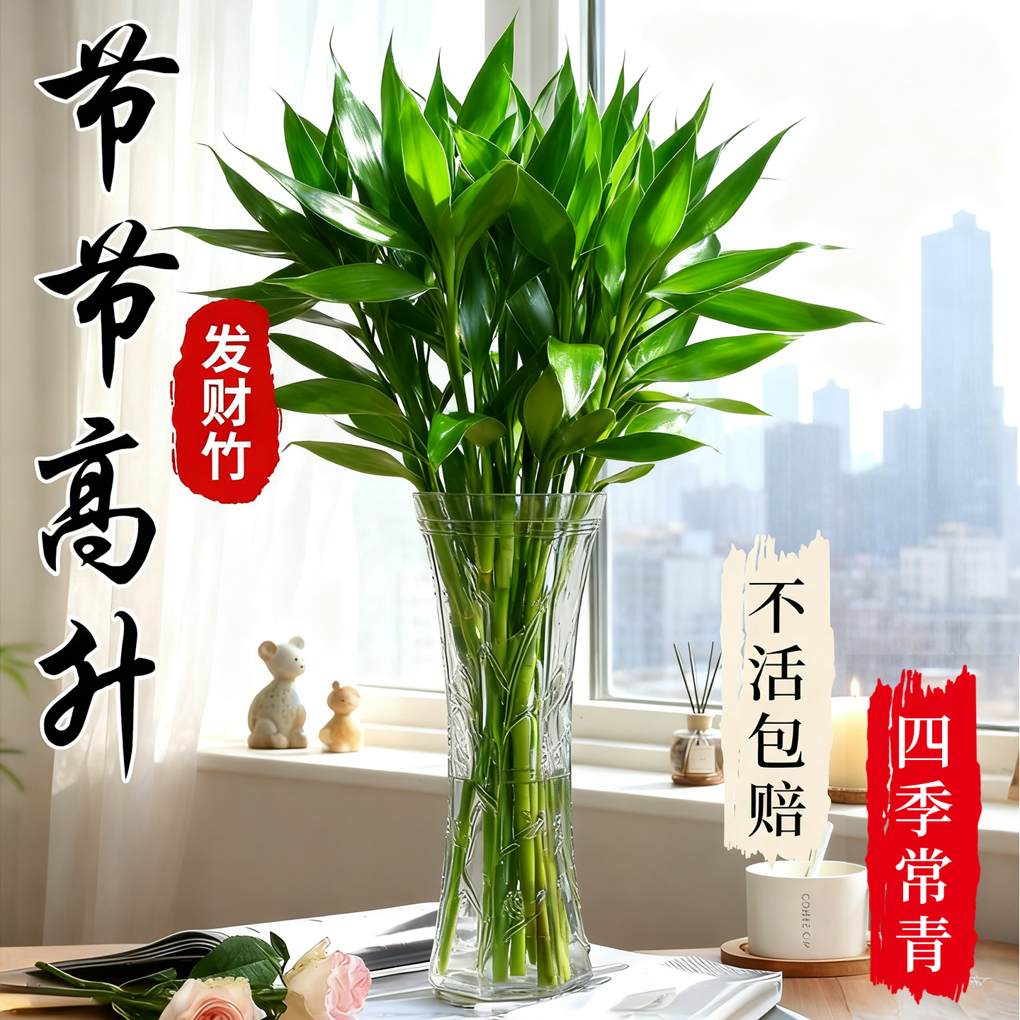 富贵竹家庭水培转运盆栽招财