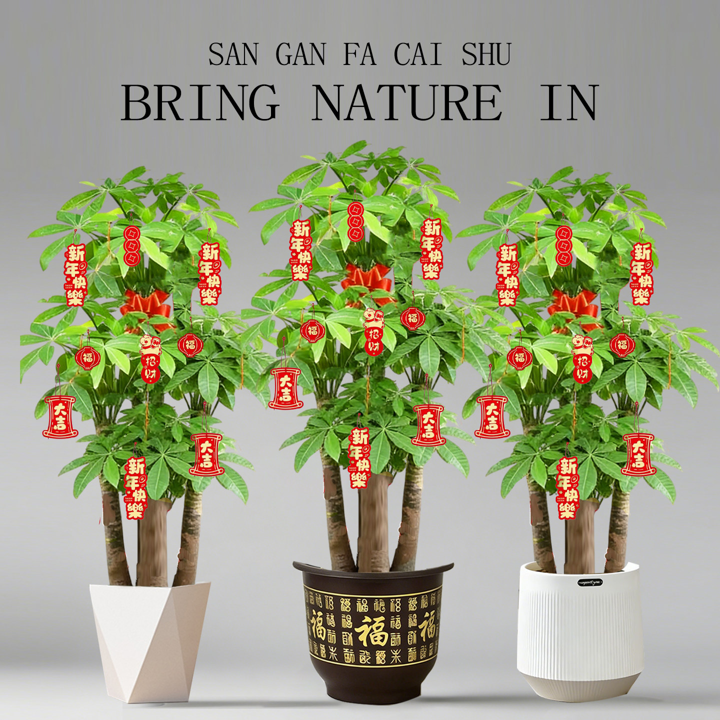 大辫子发财树客厅盆栽大型室内绿植招财树办公室乔迁开业三杆植物,鲜花速递/花卉仿真/绿植园艺,大型绿植/成品组合盆栽,淘宝优惠券,粉丝福利购,淘宝优惠卷