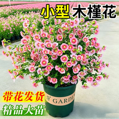 【木槿花】花开满树，颜值超高