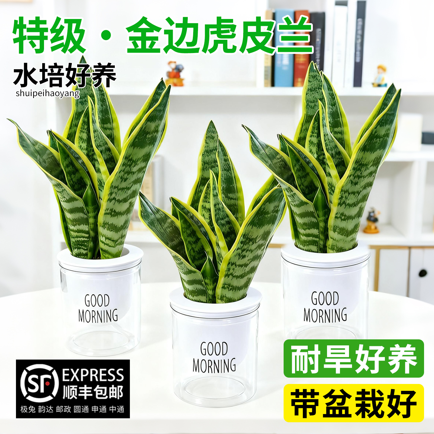 虎皮兰家养室内新手友好小盆栽