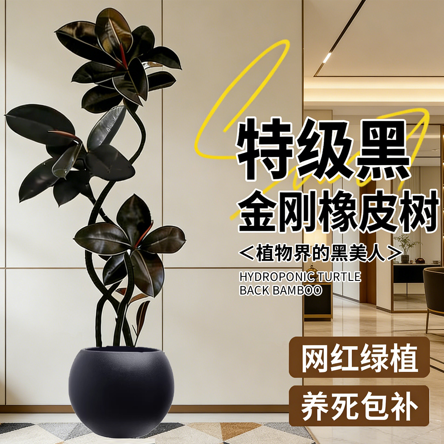 四季造型橡皮树高级客厅大盆栽好养黑金刚室内大型绿植办公室植物,鲜花速递/花卉仿真/绿植园艺,大型绿植/成品组合盆栽,淘宝优惠券,粉丝福利购,淘宝优惠卷