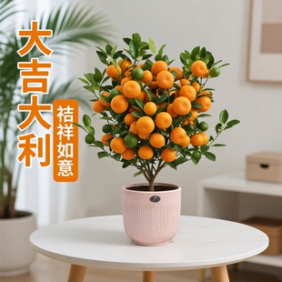 四季金桔树苗盆栽 带果可食用 客厅招财吉祥绿植 室内小橘子盆景