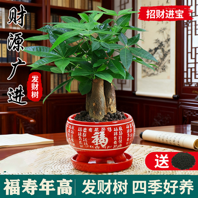 发财树室内土培水培常绿小盆栽