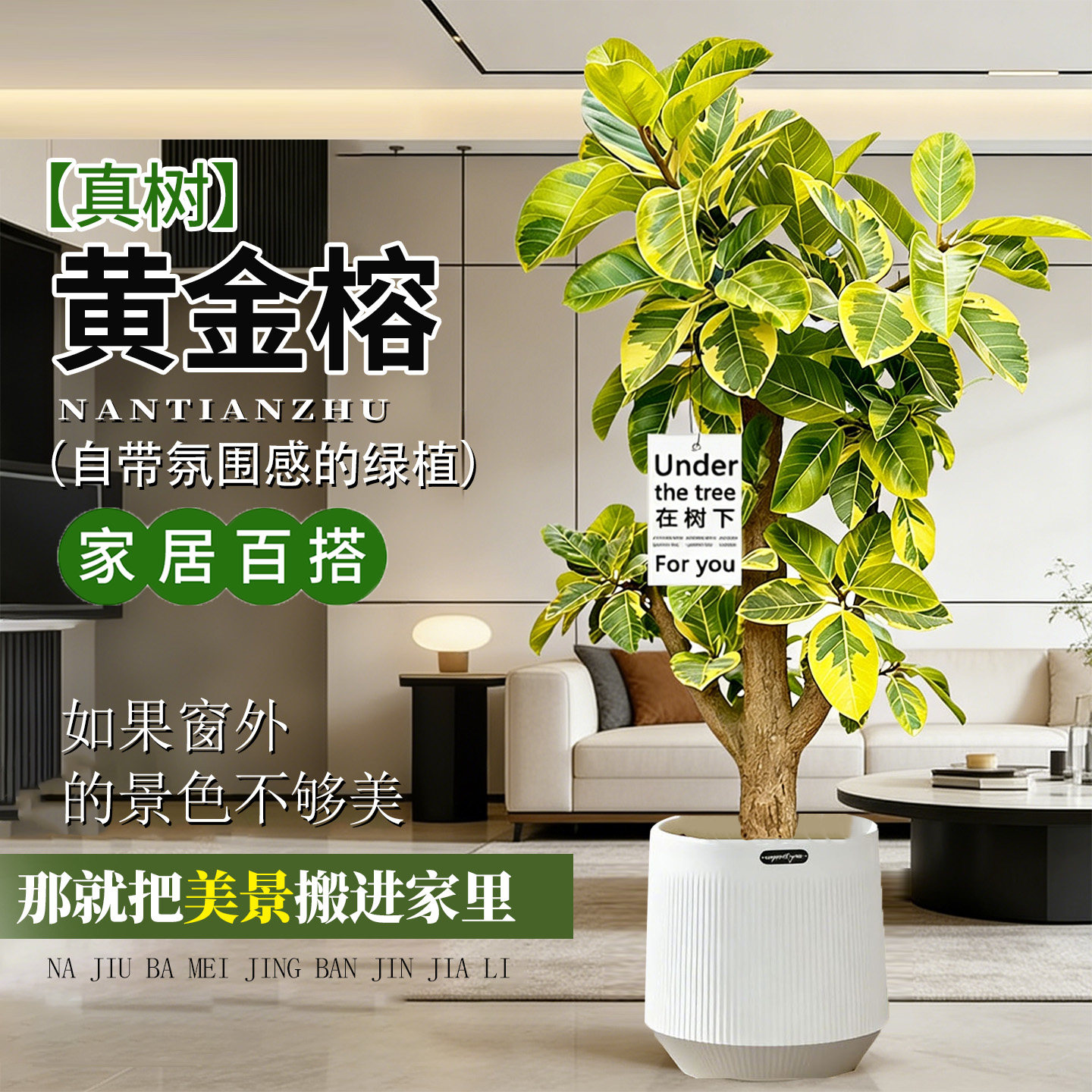 花叶黄金榕室内旺宅富贵榕绿植客厅办公室观叶好养大型橡皮树盆栽
