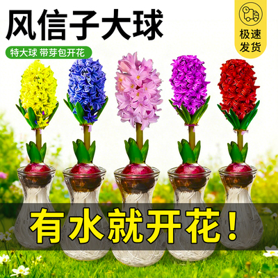 风信子水培盆栽室内遇水开花