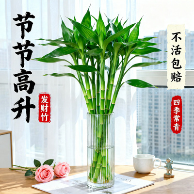 <观音竹富贵竹水培植物>四季常绿