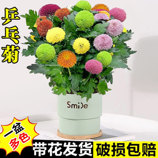 带花发货混色乒乓菊盆栽花卉盆栽室内客厅阳台好养桌面绿植年宵花