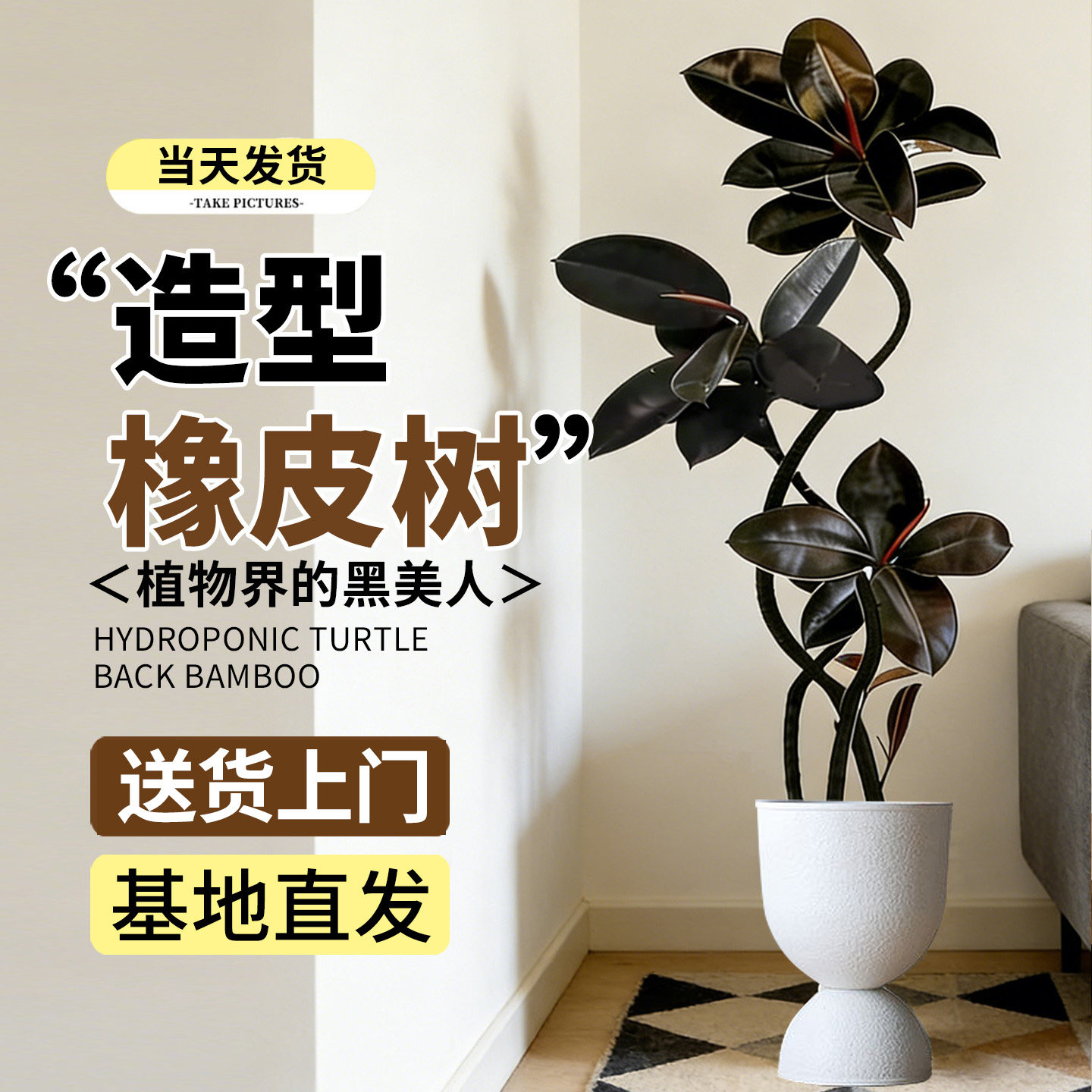 四季好养黑金刚橡皮树客厅大盆栽拗造型室内大型绿植办公室真植物,鲜花速递/花卉仿真/绿植园艺,大型绿植/成品组合盆栽,淘宝优惠券,粉丝福利购,淘宝优惠卷