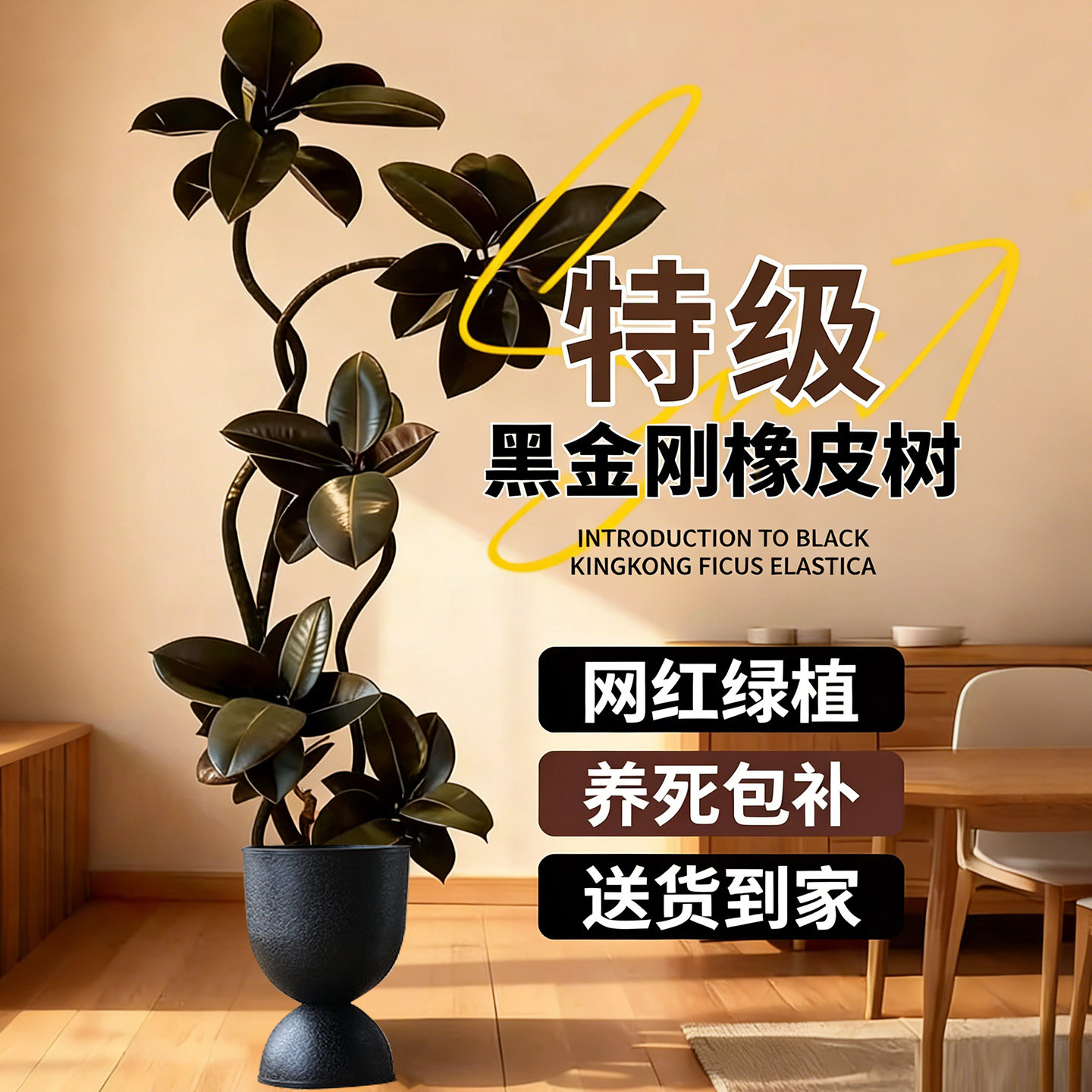 室内办公室黑金刚橡皮树大型绿植客厅大盆栽拗造型四季好养真植物,鲜花速递/花卉仿真/绿植园艺,大型绿植/成品组合盆栽,淘宝优惠券,粉丝福利购,淘宝优惠卷