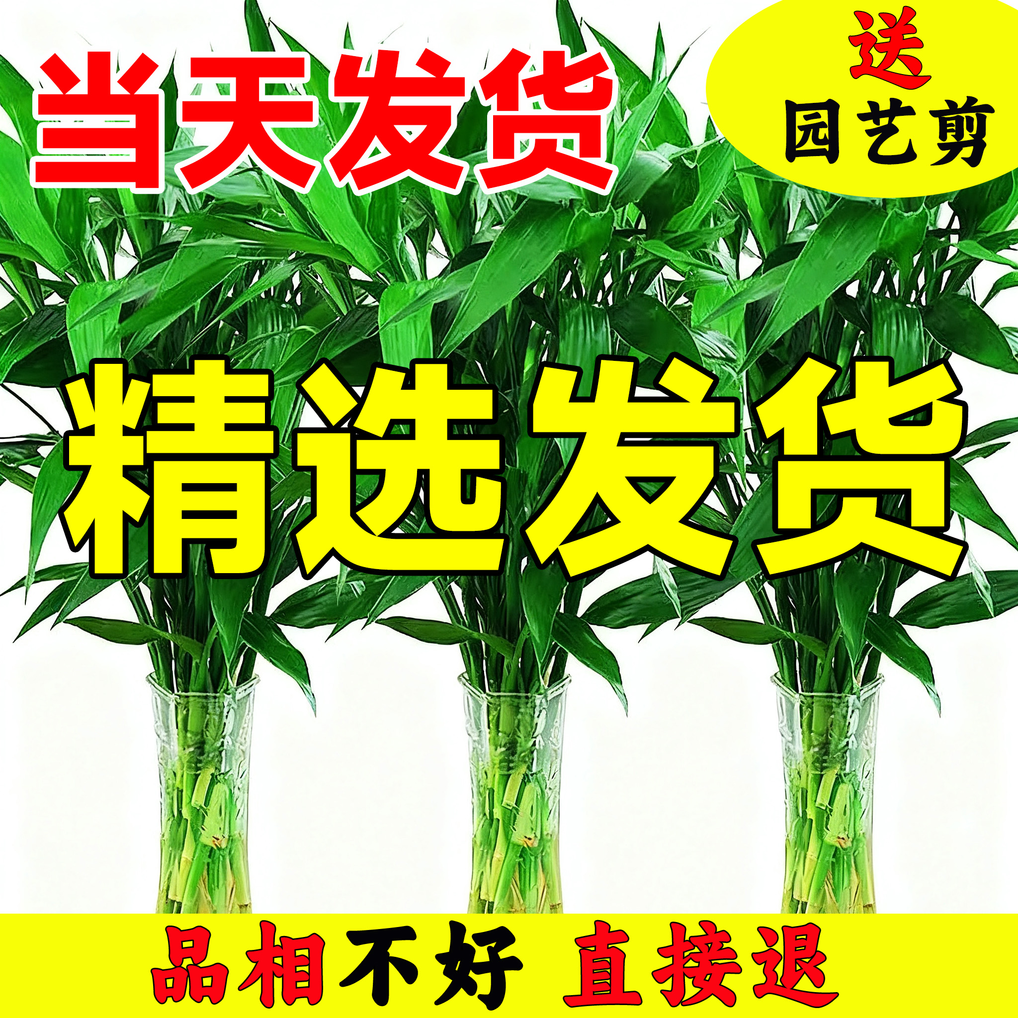 富贵竹家庭水培转运盆栽招财