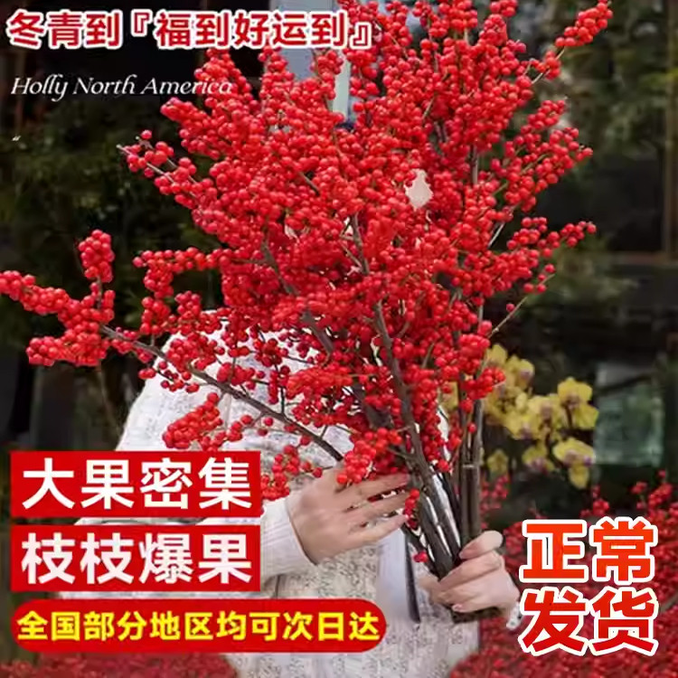 北美冬青红果鲜切枝干花摆件过年室内外观赏花枝年宵花卉盆栽绿植,鲜花速递/花卉仿真/绿植园艺,绿植,淘宝优惠券,粉丝福利购,淘宝优惠卷