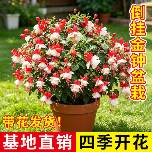 【倒挂金钟盆栽灯】吊钟海棠