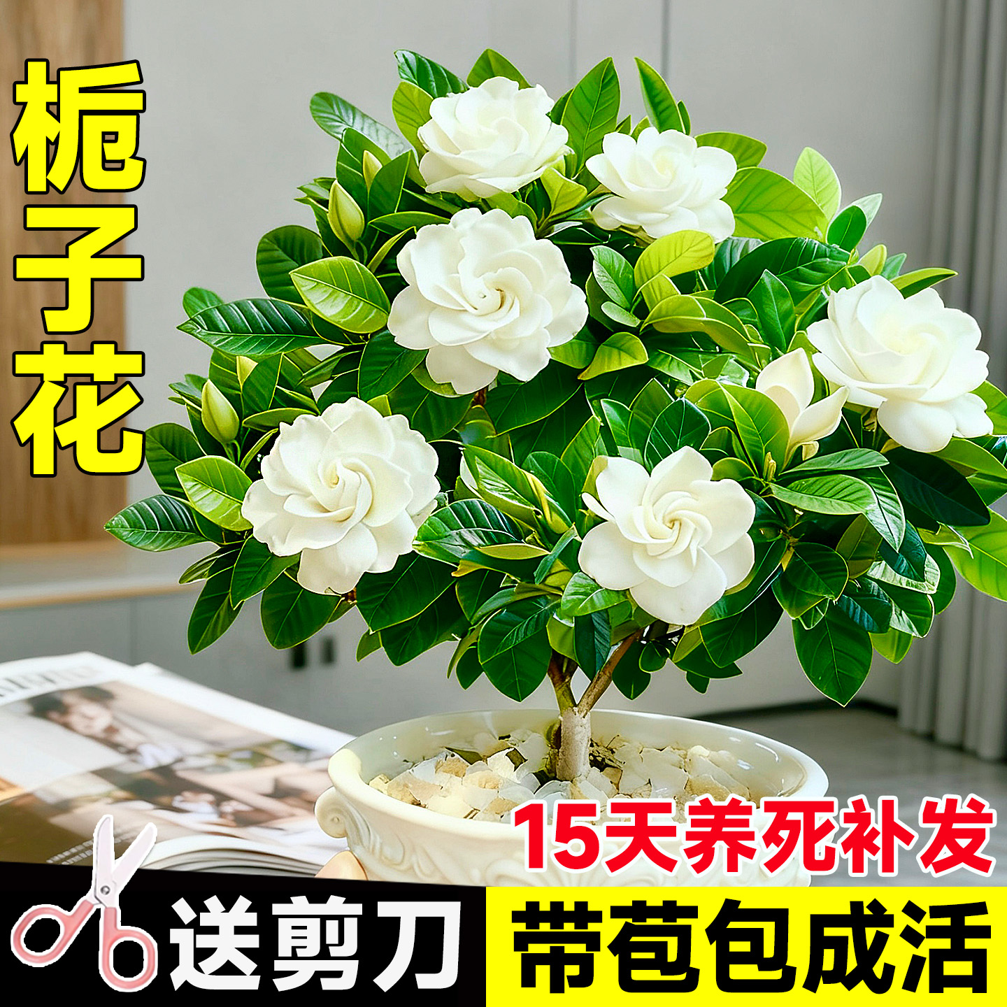 语曦栀子花盆栽四季浓香型包成活