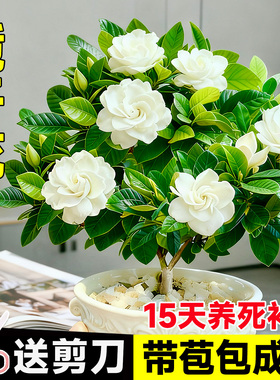 栀子花盆栽开花带花苞浓香型枝枝花盆栽四季特大号盆栽栀子花老桩