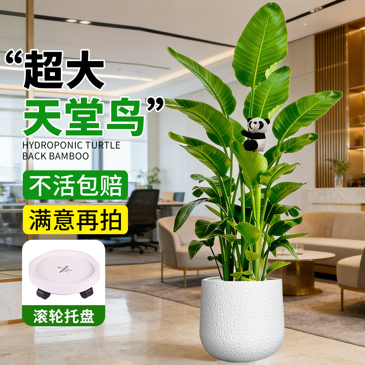 高级感天堂鸟盆栽大室内客厅绿植大型办公室大叶植物树苗大号鲜花