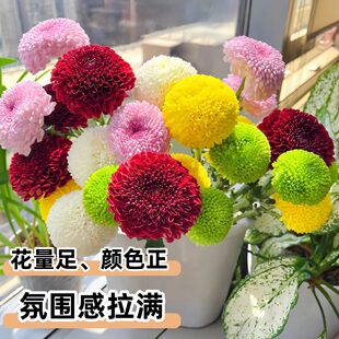 乒乓球菊盆栽带花室内鲜花绿植太阳花好养易活带花办公室客厅桌面