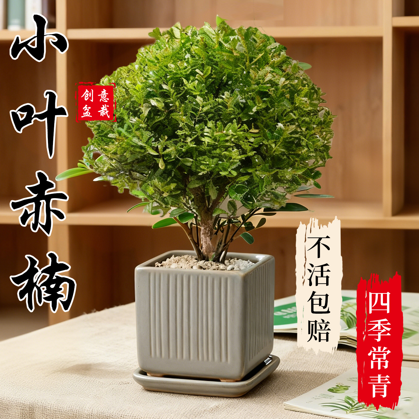 小叶赤楠造型盆栽四季常绿基地发