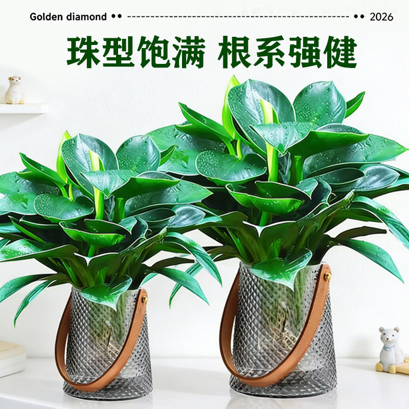 精品金钻绿公主大叶盆栽绿植花卉室内客厅水培好养四季常青植物,鲜花速递/花卉仿真/绿植园艺,绿植,淘宝优惠券,粉丝福利购,淘宝优惠卷