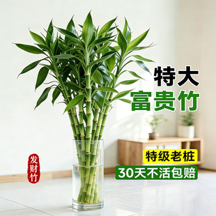 粗杆富贵竹转运竹 客厅招财花卉 水培省心旺宅聚财四季常青富贵竹