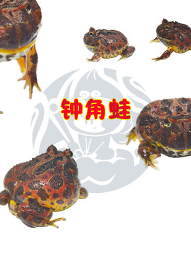 爬行宠物蛙钟角蛙阿根廷角蛙Pacman绿红钟大型凶猛宠物蛙角蛙活体
