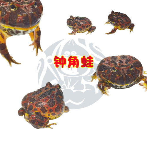 爬行宠物钟角台湾红绿钟角蛙活体
