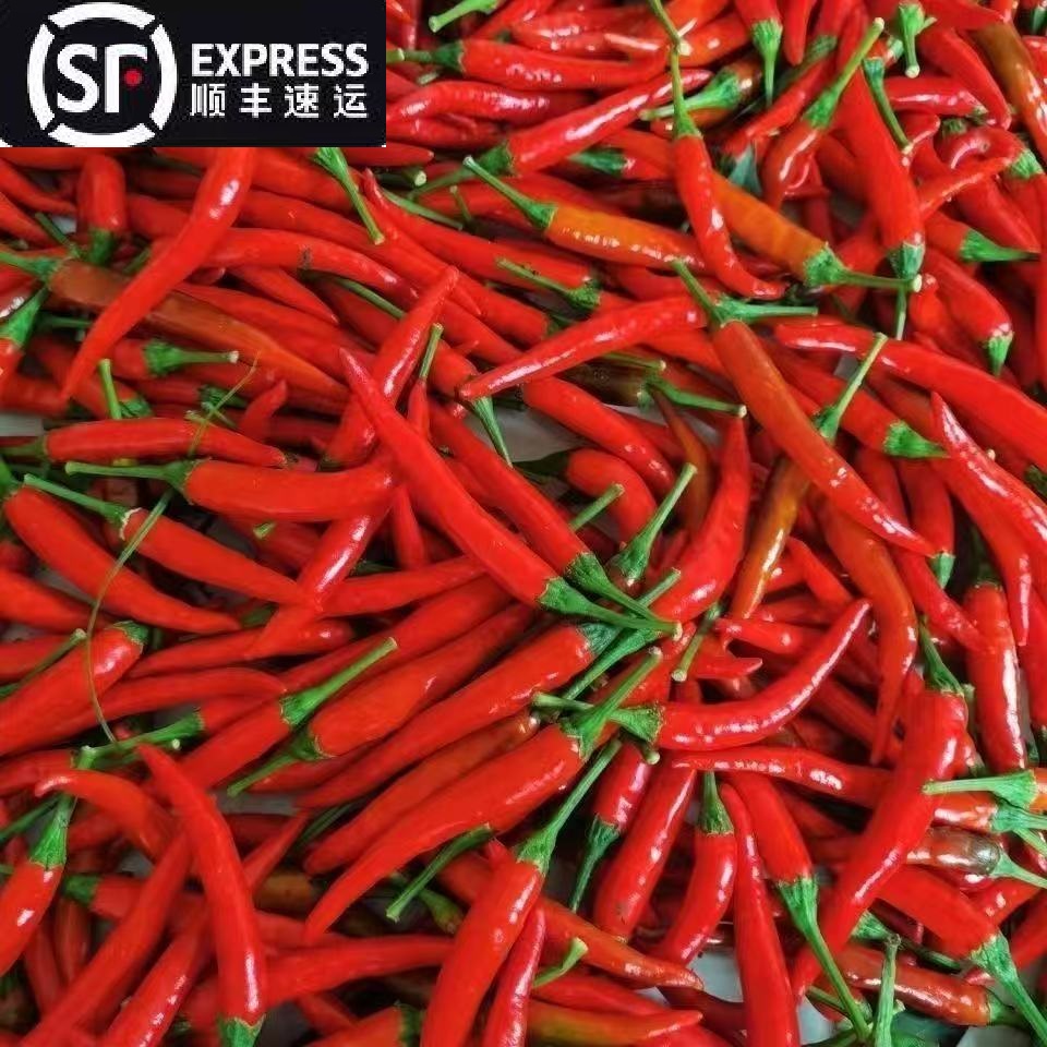 新鲜朝天椒特辣批发泡沫箱发货