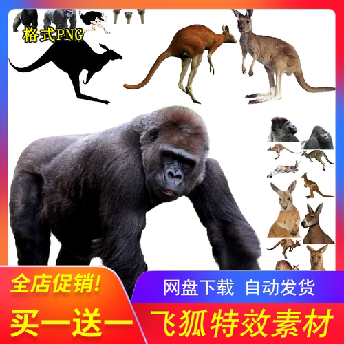 高清免抠PNG野生动物摄影图库