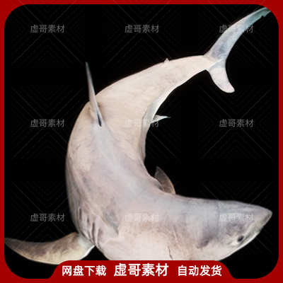 UE4UE5大白鲨模型 Great White Shark 深海大白鲨电影大鲨鱼模型