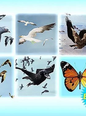 鸟类模型|蝴蝶|群体 u3d模型 AI Bird Flock Bundle 2.4.2