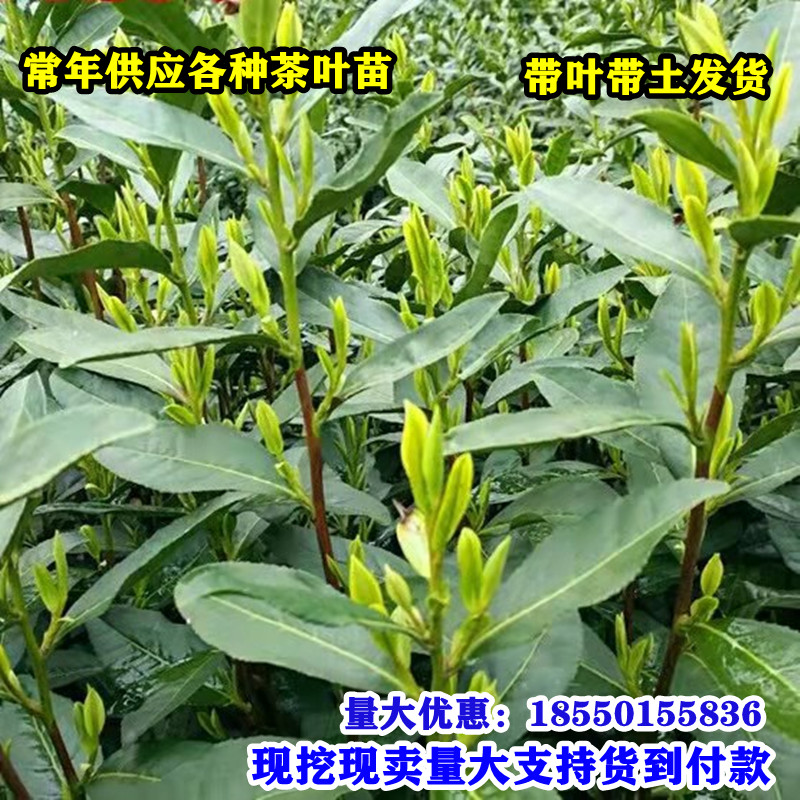 龙井茶绿茶苗铁观音茶苗白茶树苗