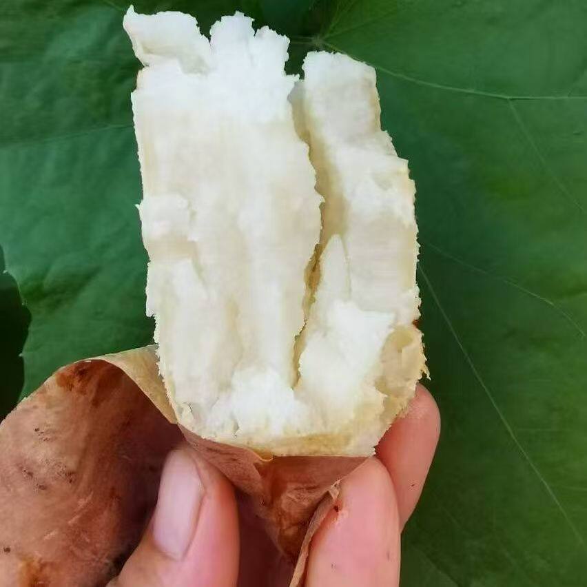 哈密白心蜜薯山东沙地新鲜现挖白番薯