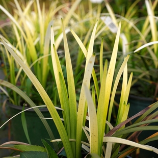 青柠园景 纯金啤酒 英国阔叶山麦冬 耐寒常绿多年生花园阳台植物