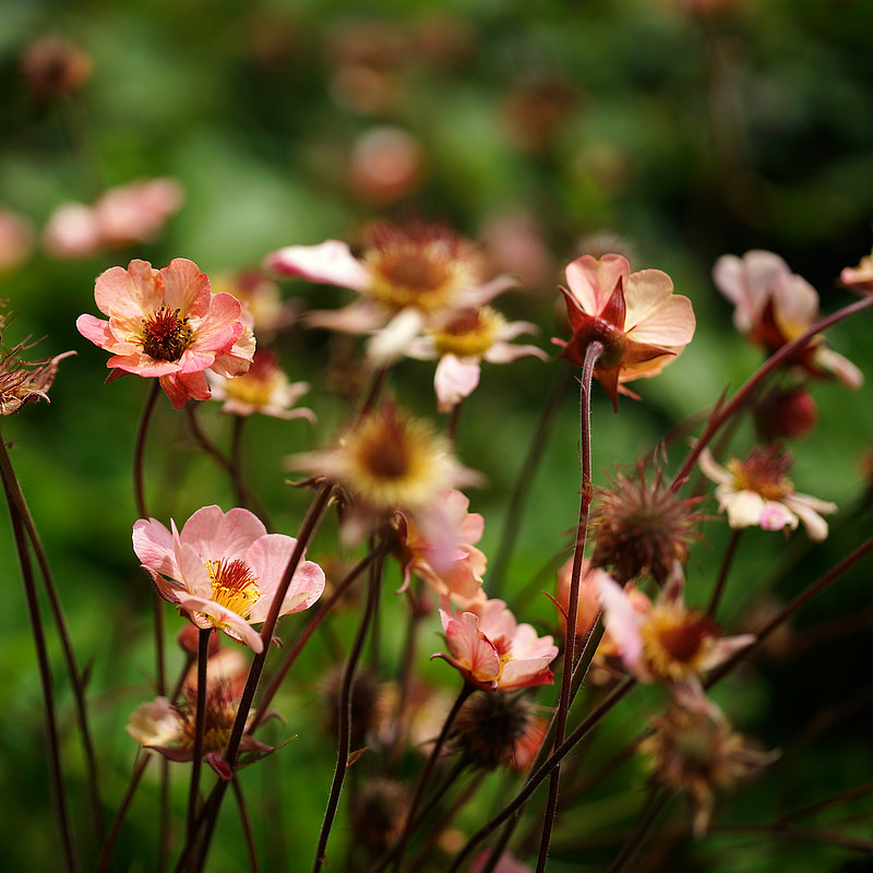 青柠园景 迈泰 水杨梅 多年生宿根草本耐热耐寒花色多变阳台花园