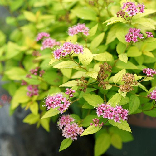 金山绣线菊观花观叶落叶灌木