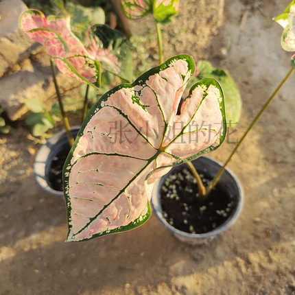 网红彩叶芋耐热盆栽室内阳台客厅绿植物花园耐半阴花卉多年生观叶