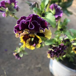 带花苞德古拉角堇皱边花期长开花机器耐寒花园庭院植物花卉盆栽