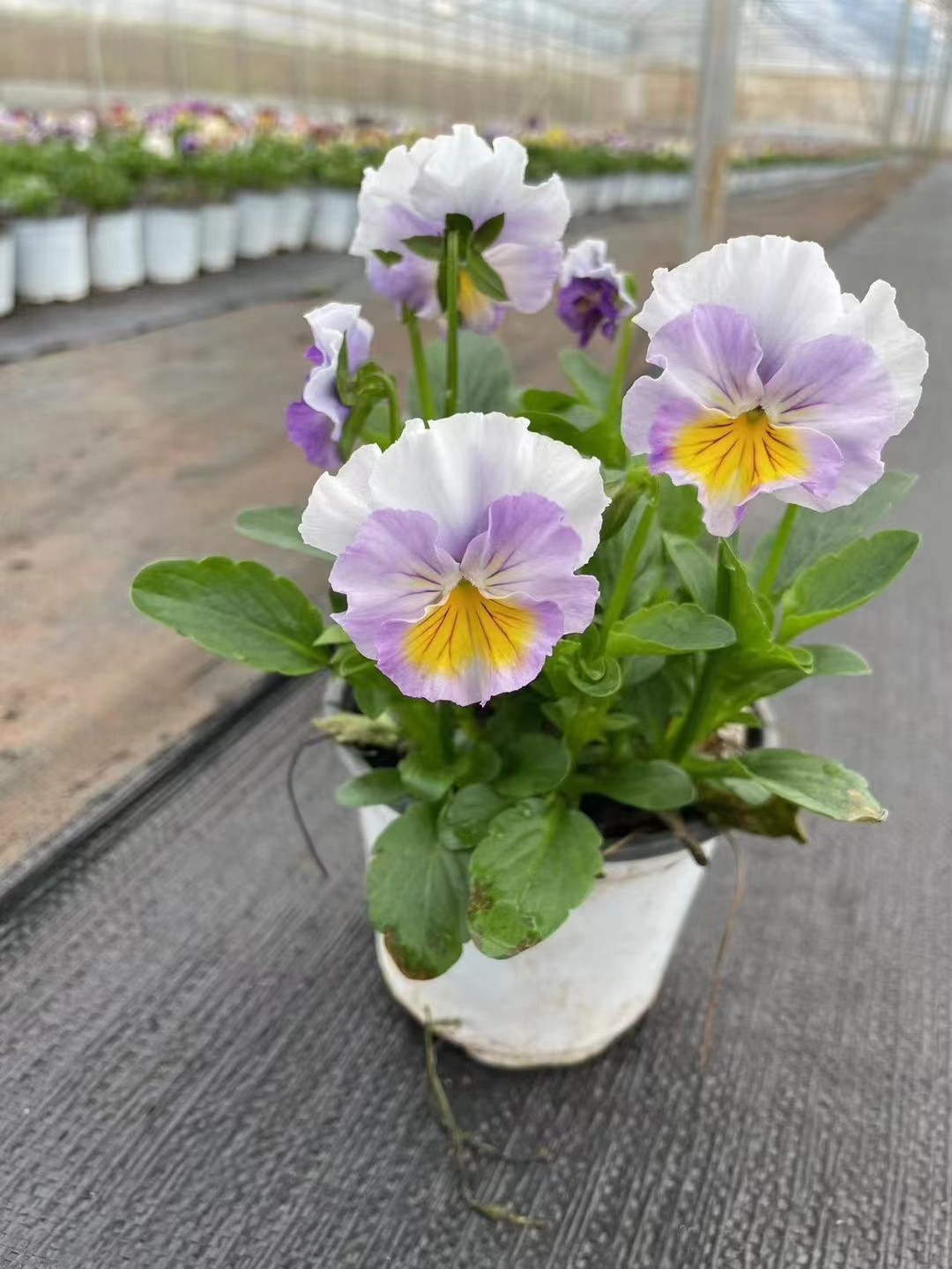 重瓣角堇德古拉礼服盆栽三色堇秋冬季室内外花卉阳台庭院植物耐寒,鲜花速递/花卉仿真/绿植园艺,时令草本花卉,淘宝优惠券,粉丝福利购,淘宝优惠卷