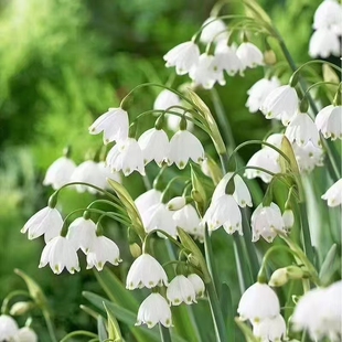 雪片莲带芽带根盆栽植物种球耐寒室内外花卉绿植盆栽好养