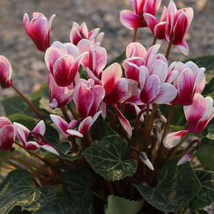 带花苞复色蕾丝仙客来花卉盆栽耐寒年宵花好养兔耳花冬天室内阳台