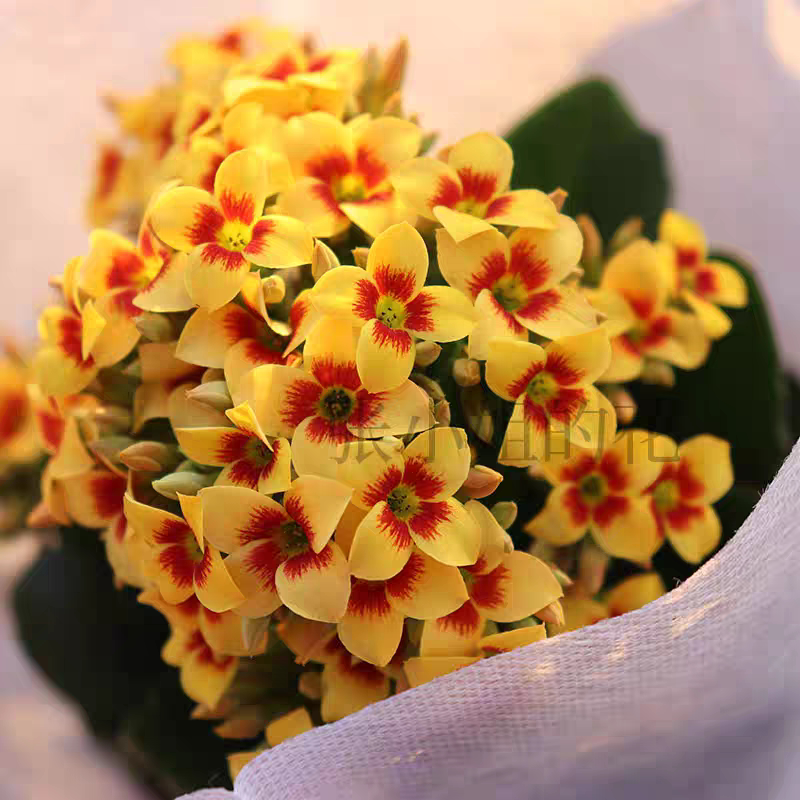 单瓣猫眼蕾米带花苞长寿花重瓣小盆栽四季花期长室内阳台庭院观花