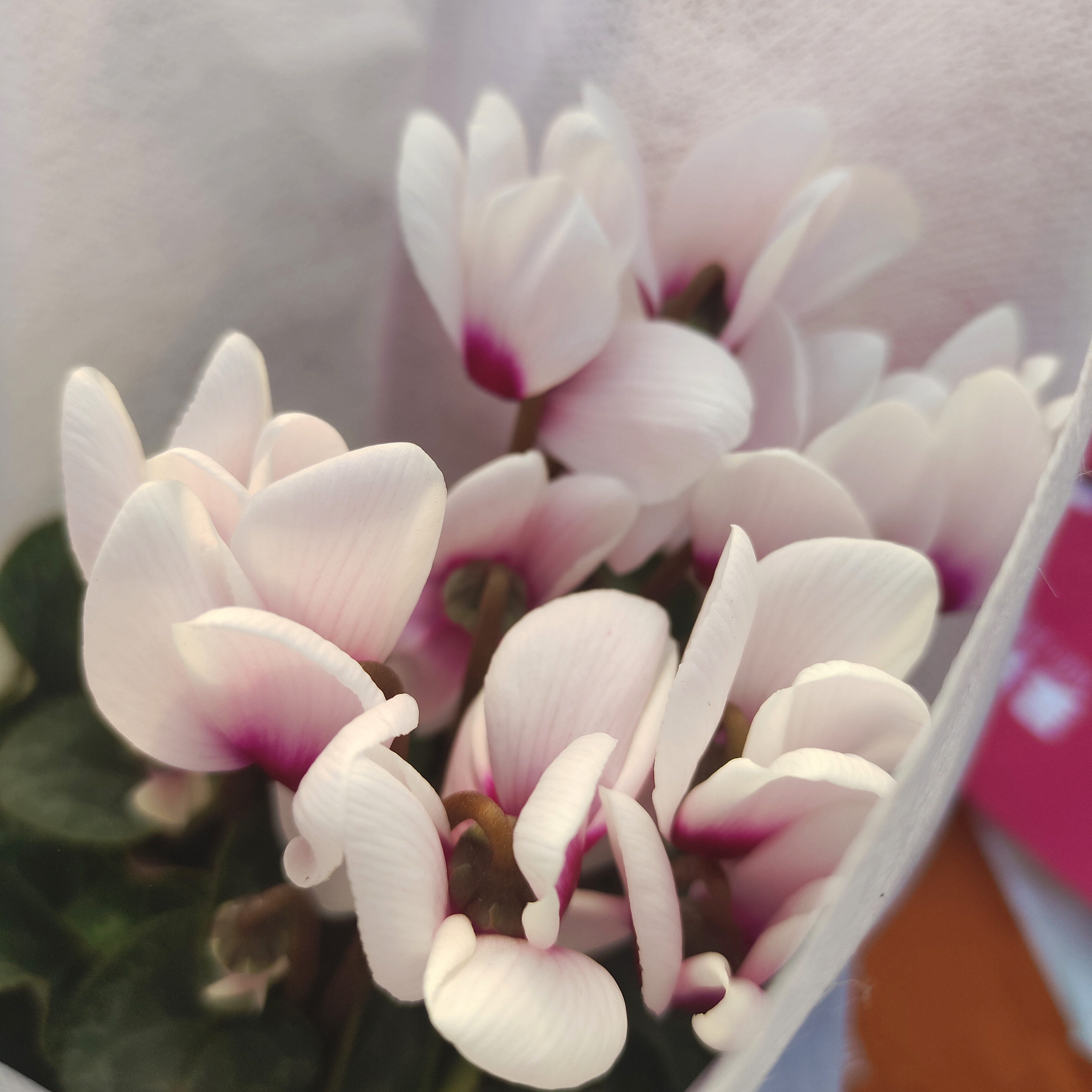 精品A级仙客来小盆栽带花苞室内阳台花卉花期长兔子花桌面窗台